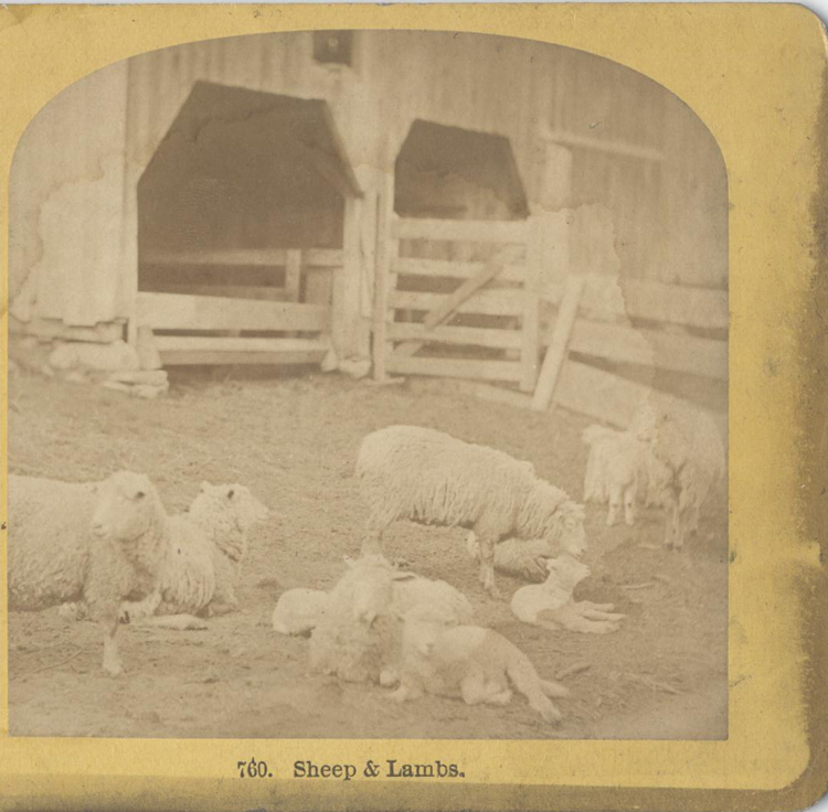 Why Sheep? ‎– Sampling Concerto Capricorn Concerto (piano reduction) - FL/OB/TPT/PN - Trevco