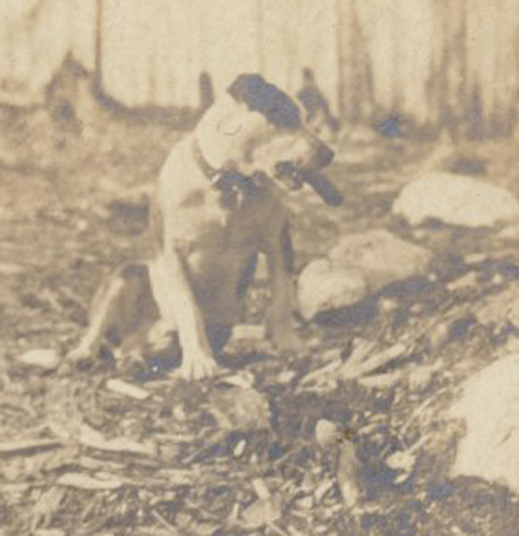 bpc982728.jpg
